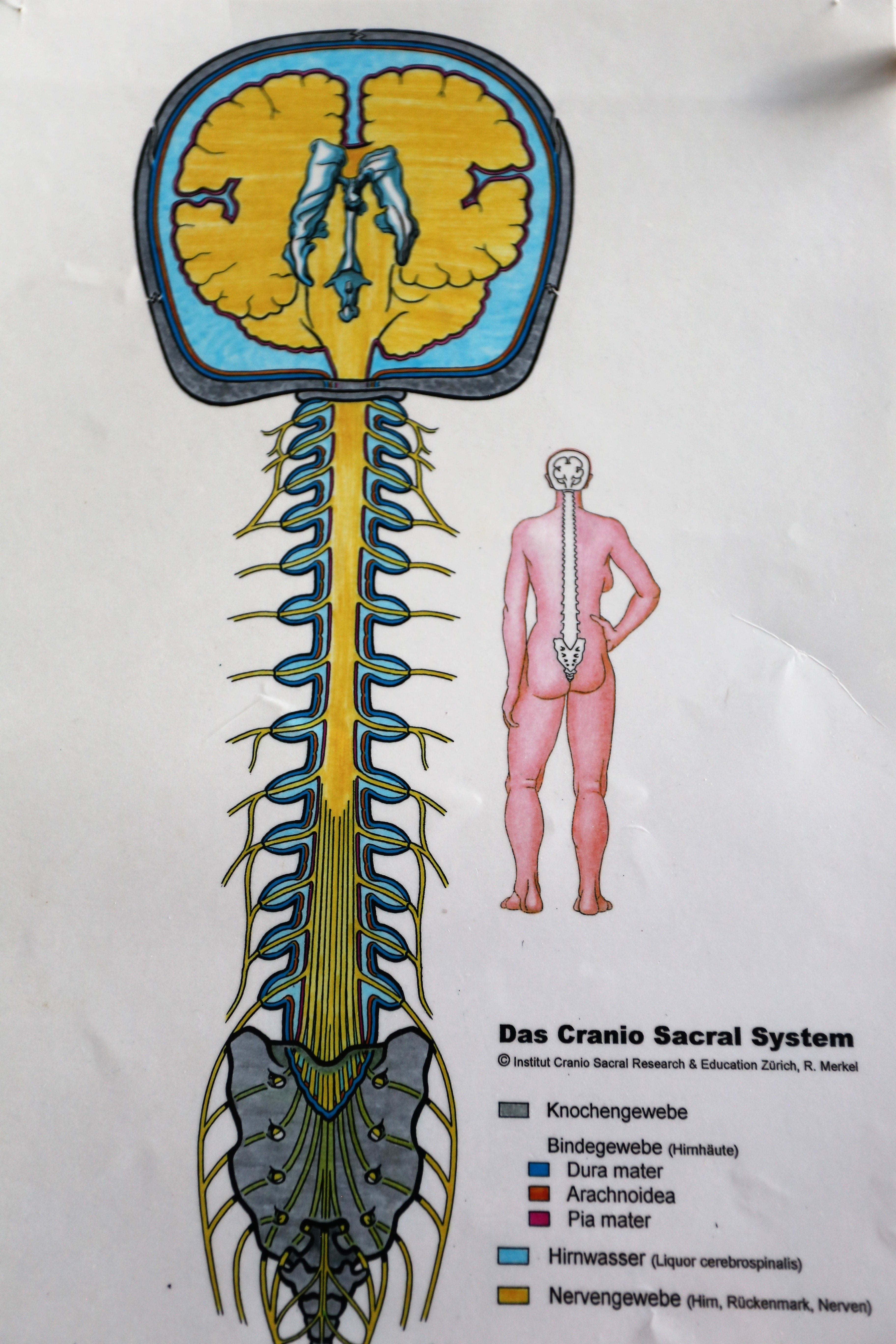 Das Craniosacrale System